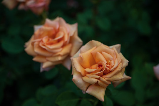 a pair of peach colored roses with a vibrant green foliage background