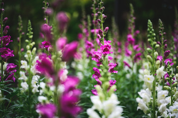 Obraz premium a field of purple and white flowers with vibrant green stems and leaves