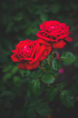 a pair of red roses with green vibrant foliage