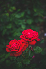 a pair of red roses with green vibrant foliage