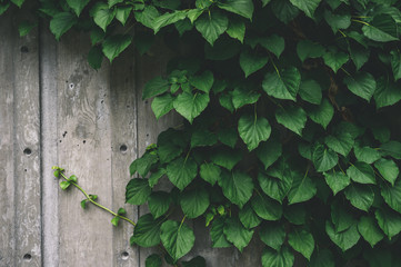 green vine leaves crawling up a grey cement wood textured wall