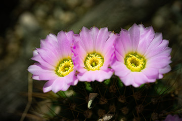 Obraz premium Acanthocalycium spiniflorum pink cactus flower