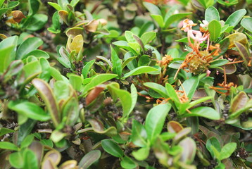 plant in the garden