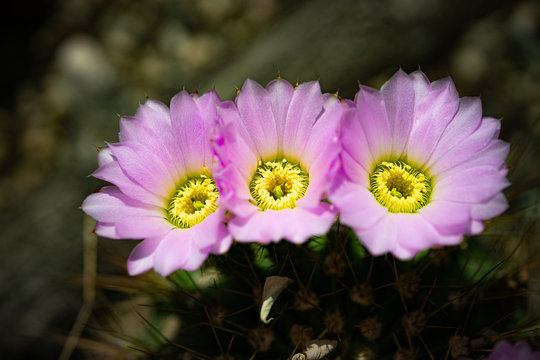 Acanthocalycium spiniflorum pink cactus flower