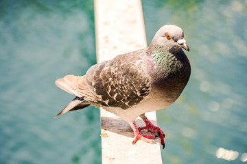 Pigeon Kentish Plover Water Bird