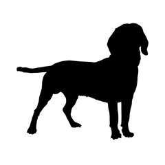 Silhouette  of a Standing Bavarian Mountain Hound Dog 
