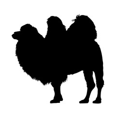 Bactrian Camel, Camelus Bactrianus, Northen Asia