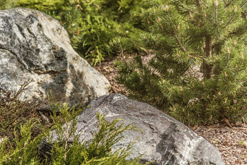 spruce tree in the garden composition with stone.