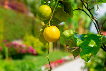 Close up lemons hanging from a tree in a lemon grove