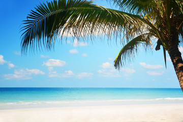 Obraz na płótnie Canvas Tropical beach background with palm tree, Summer.