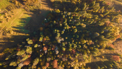 The forest trees from the top view
