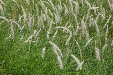 Brown grass flowers are blooming in the Green meadow.