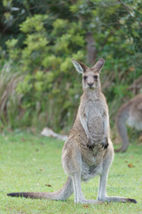 Naklejka na ściany i meble Wild kangaroos in Australia