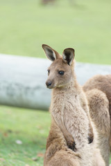Wild kangaroos in Australia