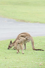 Wild kangaroos in Australia