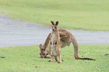 Fototapeta premium Wild kangaroos in Australia
