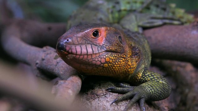 Caiman Lizard Stickying Its Tongue