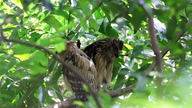 A pair of buffy fish owl