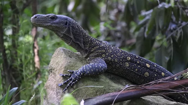 Rare crocodile monitor lying on a rock