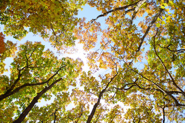 Bright colored red, yellow and green oak and maple leaves on trees in the autumn forest. Bottom view of the tops of trees.