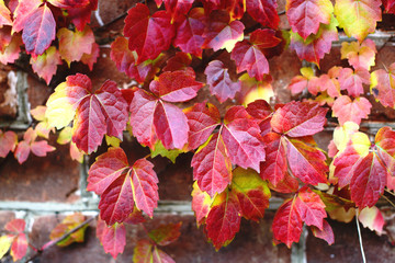 Red ivy leaves on brick wall at autumn. Season changing beautiful background.