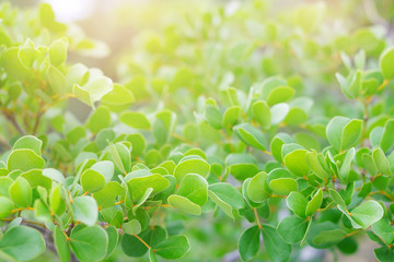 Closeup and soft focus of small green leaf with sunlight. Green nature background