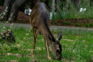 Deer pt.1