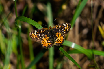 Open Wings
