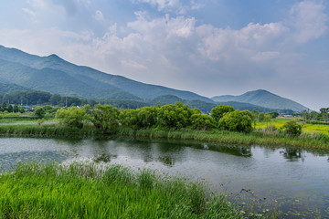 Fototapeta na wymiar A view of the water garden on a summer's day, NamYangJu Korea.