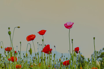 Fototapeta premium Pole jasnoczerwonych kwiatów maku kukurydzy w lecie o zachodzie słońca, Korea NamYangJu.