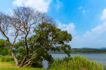 Obraz premium A view of the water garden on a summer's day, NamYangJu Korea.