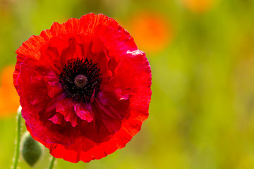 Close up view of bright red corn poppy flowers in summer at sunset, NamYangJu Korea.