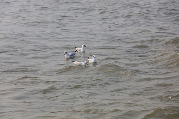 Seagull foraging in the big sea