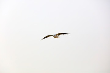 Fototapeta na wymiar Seagulls fly in the sky