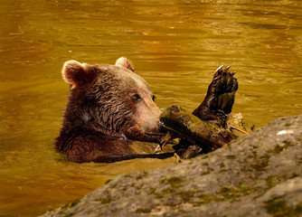 Bär nimmt ein Bad, Bär im Wasser beim baden 