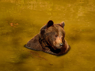 Bär nimmt ein Bad, Bär im Wasser beim baden 