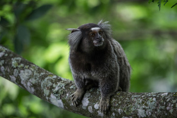 Sagui monkey (Callithrix jacchus)