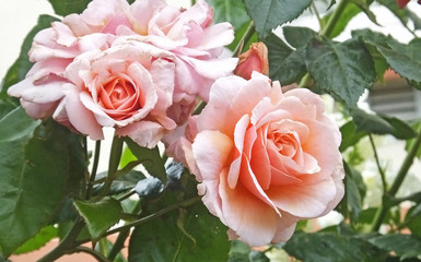 Beautiful mix of Roses and flowers in walled Garden in Ireland