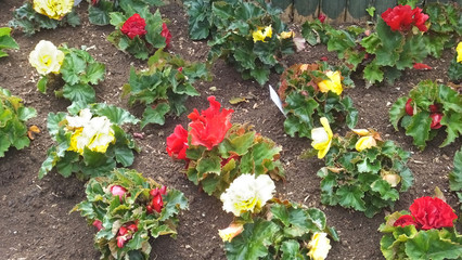 Beautiful mix of Begonias Roses and flowers in walled Garden in Ireland