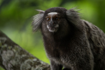 Sagui monkey (Callithrix jacchus)
