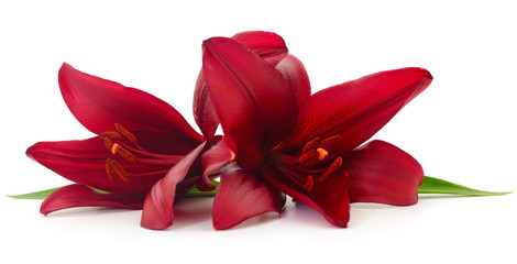 Two red lily.