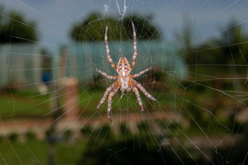 spider on web