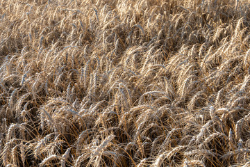 Wheat field at sunset
