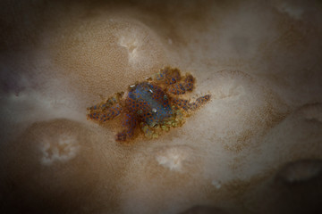 Tiny Coral Gall Crab ( Pseudocryptochirus sp.), size 4-5mm. Underwater macro photography from Anilao, Philippines	