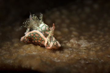 Obraz na płótnie Canvas Psychedelic batwing slug (Sagaminopteron psychedelicum). Underwater macro photography from Romblon, Philippines