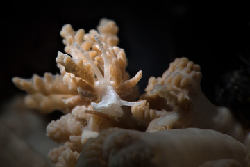 Obraz na płótnie Canvas Nudibranch Phyllodesmium sp. Underwater macro photography from Romblon, Philippines