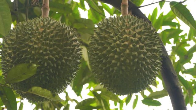 black thorn durian tree at the farm
