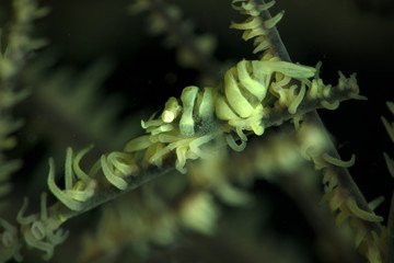Anker’s Whip Coral Shrimp (Pontonides ankeri). Underwater macro photography from Anilao, Philippines
