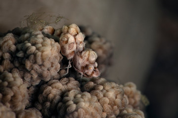 Humpback Soft Coral Shrimp (Hippolyte sp.). Underwater macro photography from Romblon, Philippines