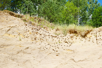 trees in the mountains and swallows ' nests in the rock